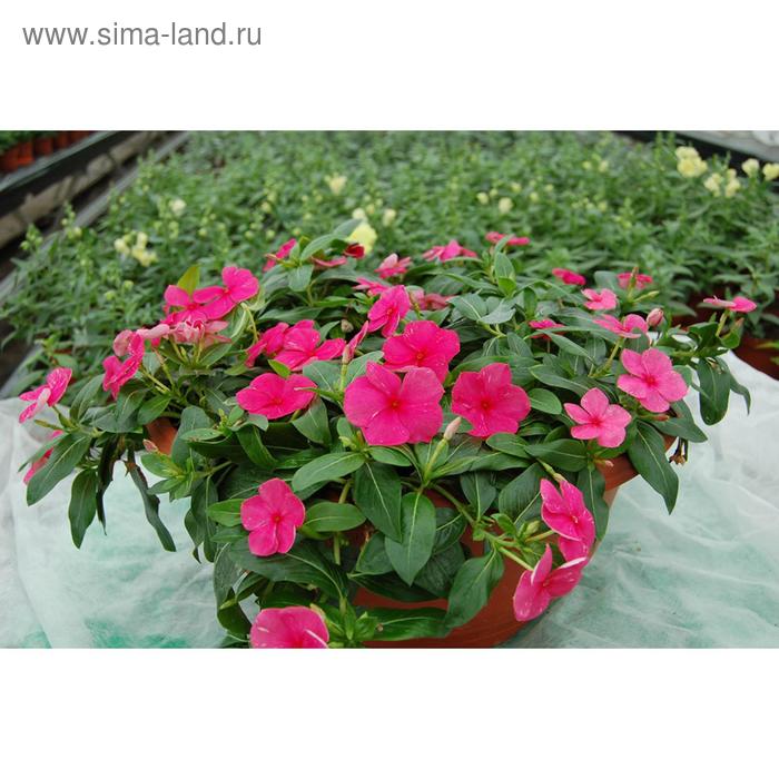 Семена цветов Катарантус Солар Аваланж Пинк 100 шт 
Семена цветов Катарантус Солар Аваланж Пинк 100 шт