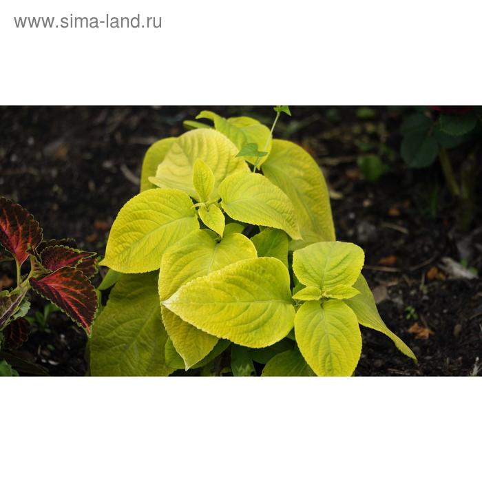 Семена цветов Колеус Визард Голден 1000 шт
Семена цветов Колеус Визард Голден 1000 шт