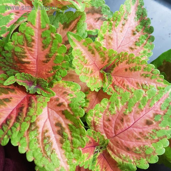 Семена цветов Колеус Визард Корал Санрайз 1000 шт
Семена цветов Колеус Визард Корал Санрайз 1000 шт