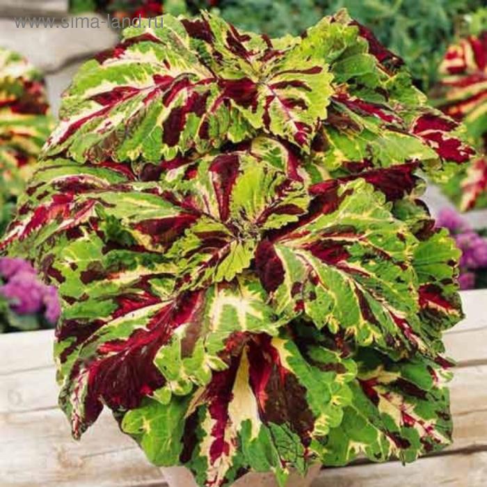 Семена цветов Колеус Конг Мозаик 100 шт
Семена цветов Колеус Конг Мозаик 100 шт