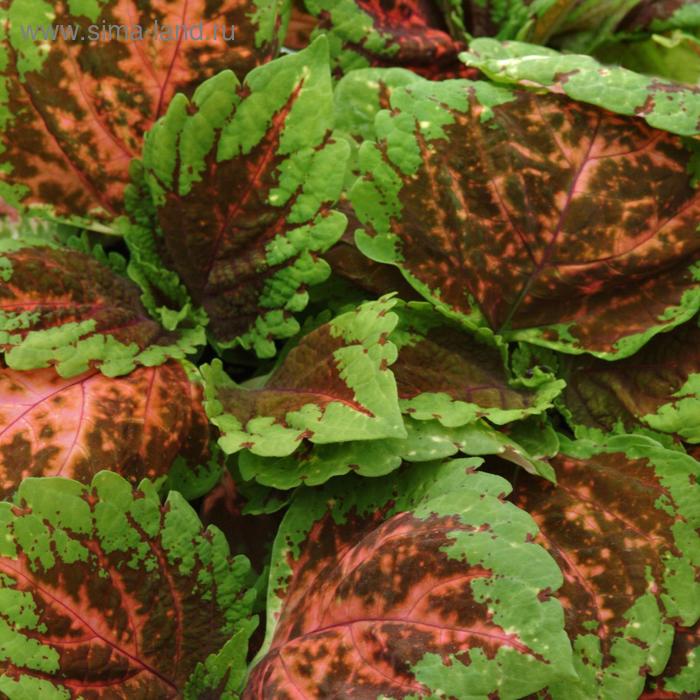 Семена цветов Колеус Конг Салмон Пинк 100 шт
Семена цветов Колеус Конг Салмон Пинк 100 шт