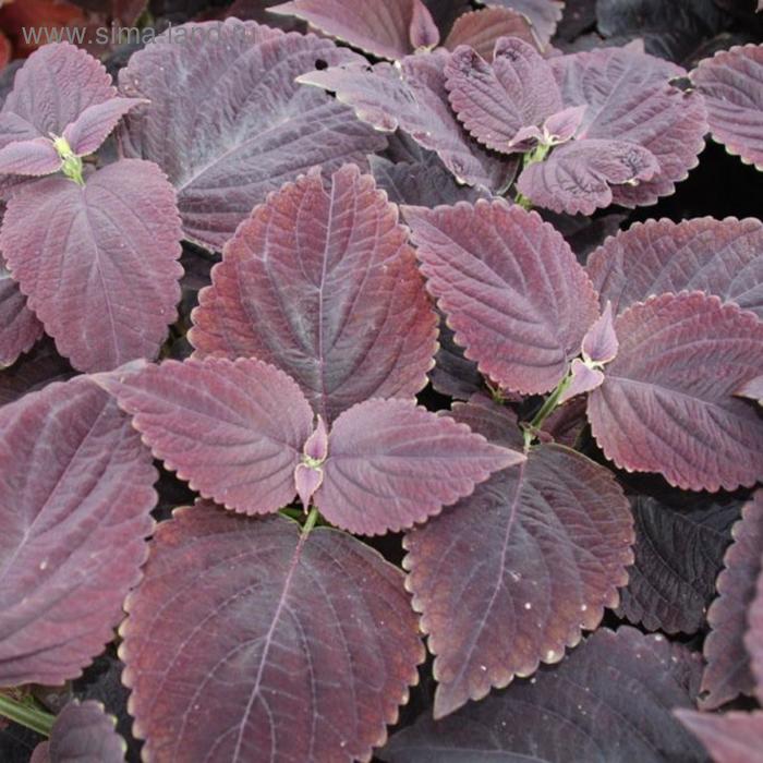 Семена цветов Колеус Премиум Сан Дарк Шоколад 100 шт
Семена цветов Колеус Премиум Сан Дарк Шоколад 100 шт