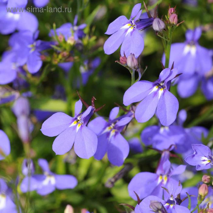 Семена цветов Лобелия Кристал Пэлас 1000 шт
Семена цветов Лобелия Кристал Пэлас 1000 шт