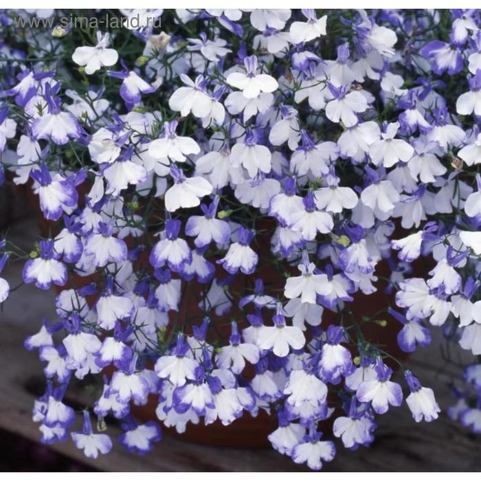 Семена цветов Лобелия Регата Блю Сплаш 1000 шт
Семена цветов Лобелия Регата Блю Сплаш 1000 шт