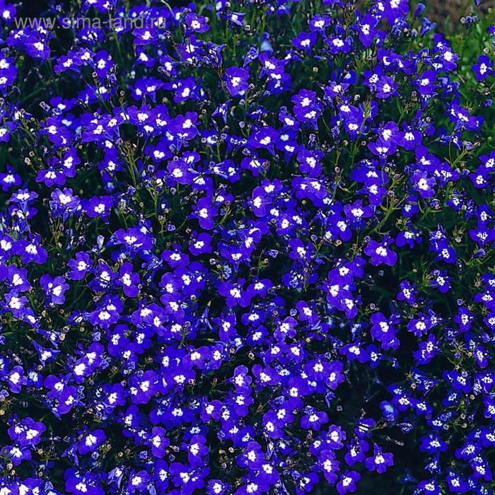 Семена цветов Лобелия Регата Сапфир 1000 шт
Семена цветов Лобелия Регата Сапфир 1000 шт