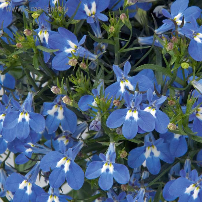 Семена цветов Лобелия Ривьера Блю Айс 1000 шт 
Семена цветов Лобелия Ривьера Блю Айс 1000 шт