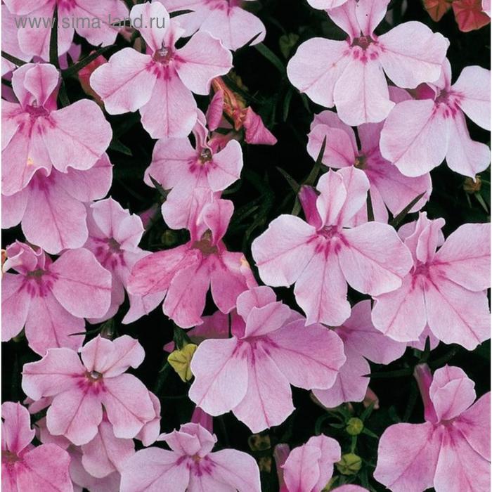 Семена цветов Лобелия Ривьера Лилак 1000 шт
Семена цветов Лобелия Ривьера Лилак 1000 шт