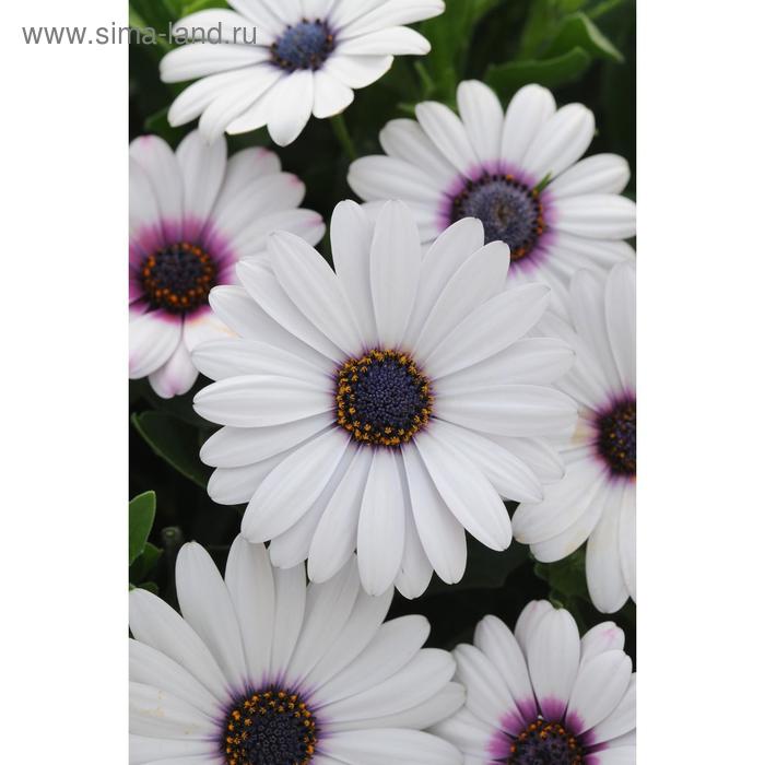 Семена цветов Остеоспермум Акила Вайт 100 шт
Семена цветов Остеоспермум Акила Вайт 100 шт