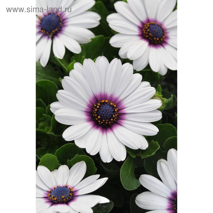 Семена цветов Остеоспермум Акила Вайт Пурпл Ай 100 шт
Семена цветов Остеоспермум Акила Вайт Пурпл Ай 100 шт