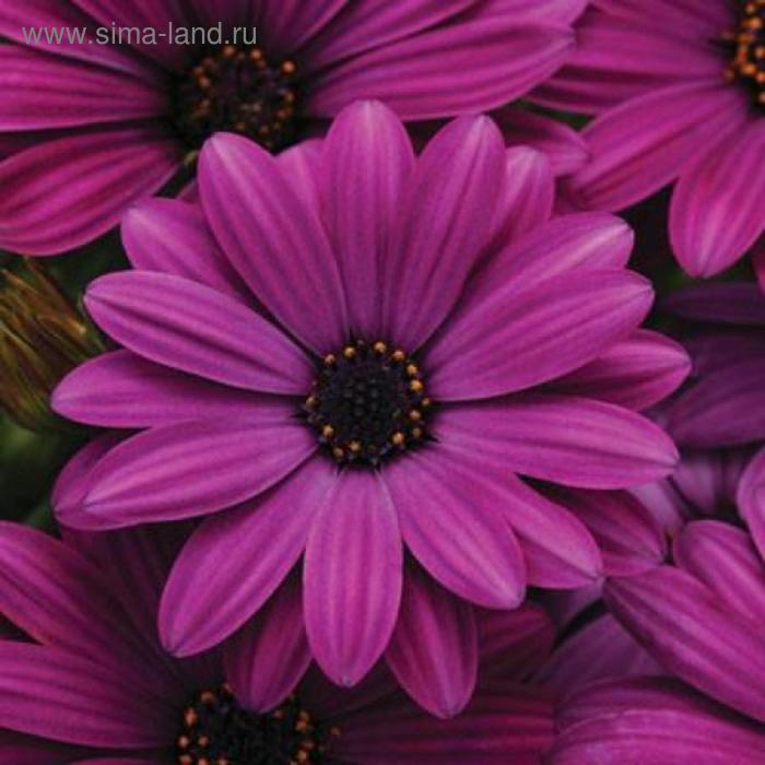 Семена цветов Остеоспермум Акила Пурпл 100 шт
Семена цветов Остеоспермум Акила Пурпл 100 шт