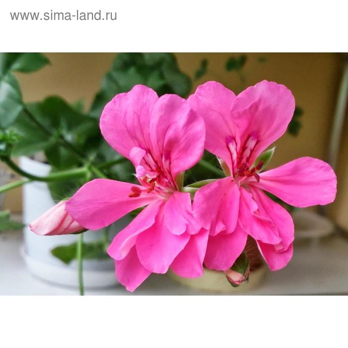 Семена цветов Пеларгония плющелистная Рич Аут Лайт Пурпл 100 шт