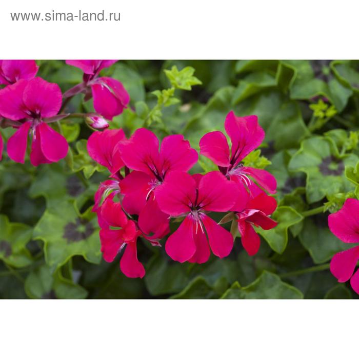 Семена цветов Пеларгония плющелистная Рич Аут Хот Пинк 100 шт
Семена цветов Пеларгония плющелистная Рич Аут Хот Пинк 100 шт