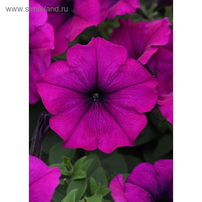 Семена цветов Петуния ампельная Изи Вейв Виолет 100 шт
Семена цветов Петуния ампельная Изи Вейв Виолет 100 шт