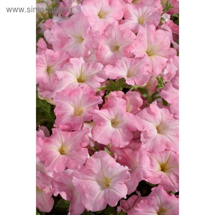 Семена цветов Петуния ампельная крупноцветковая Нивола Пэйл Пинк 1000 шт
Семена цветов Петуния ампельная крупноцветковая Нивола Пэйл Пинк 1000 шт