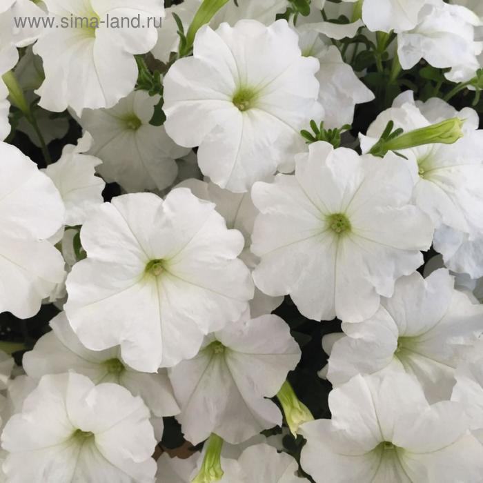 Семена цветов Петуния ампельная крупноцветковая Нивола Пюр Вайт 1000 шт
Семена цветов Петуния ампельная крупноцветковая Нивола Пюр Вайт 1000 шт