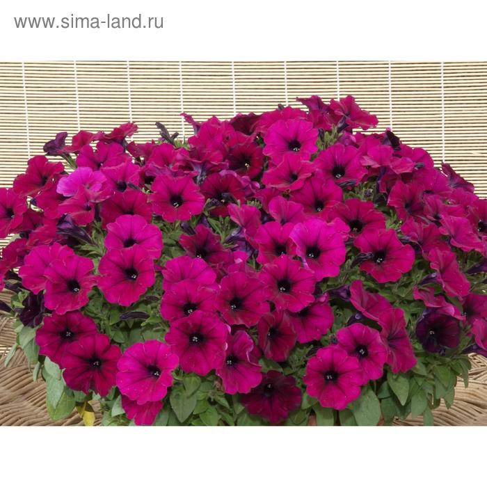 Семена цветов Петуния ампельная многоцветковая Нуволари Виолет 1000 шт
Семена цветов Петуния ампельная многоцветковая Нуволари Виолет 1000 шт