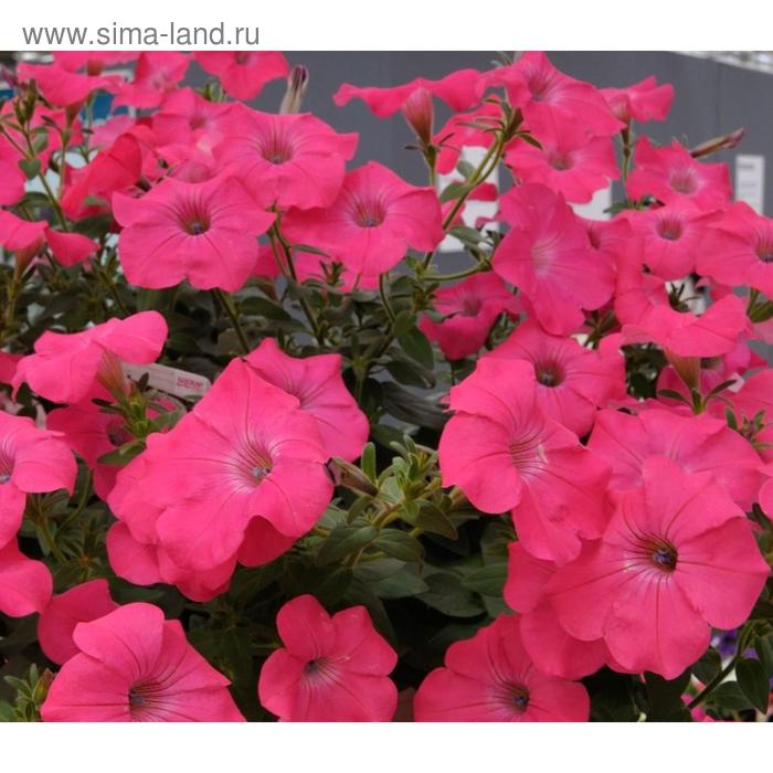 Семена цветов Петуния ампельная многоцветковая Нуволари Дип Роуз 1000 шт
Семена цветов Петуния ампельная многоцветковая Нуволари Дип Роуз 1000 шт