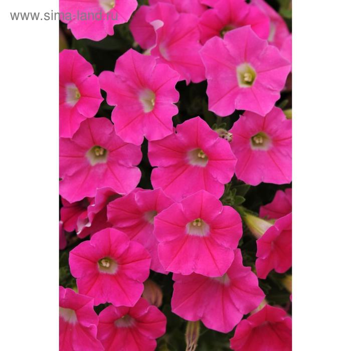 Семена цветов Петуния ампельная многоцветковая Шок Вейв Роуз 100 шт 
Семена цветов Петуния ампельная многоцветковая Шок Вейв Роуз 100 шт