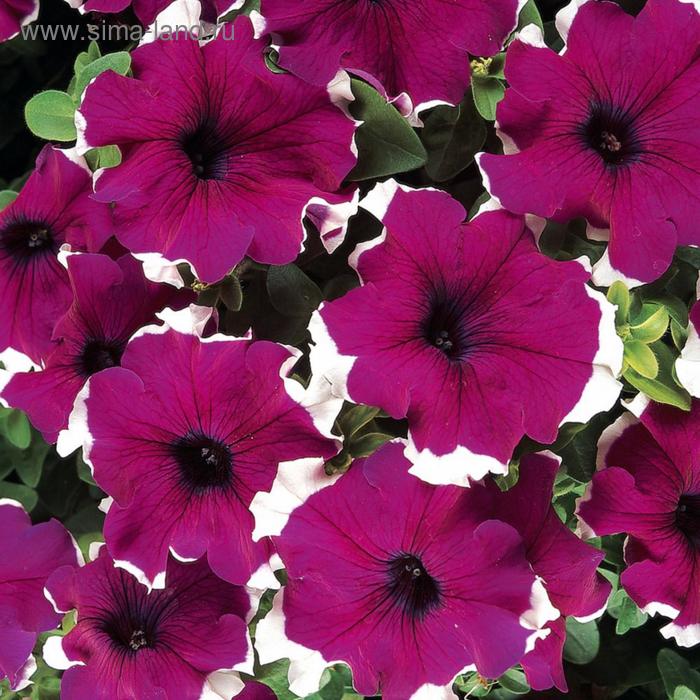 Семена цветов Петуния Дримс Бургунди Пикоти 1000 шт
Семена цветов Петуния Дримс Бургунди Пикоти 1000 шт
