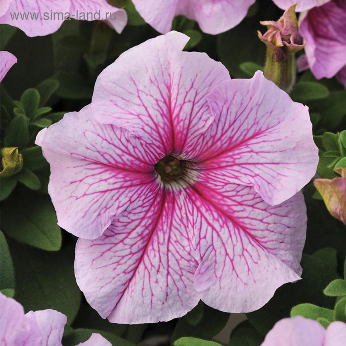 Семена цветов Петуния крупноцветковая Дэдди Пепперминт 1000 шт
Семена цветов Петуния крупноцветковая Дэдди Пепперминт 1000 шт