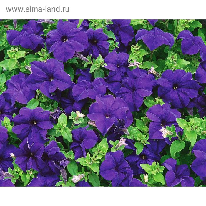 Семена цветов Петуния крупноцветковая Капри Блю 1000 шт
Семена цветов Петуния крупноцветковая Капри Блю 1000 шт