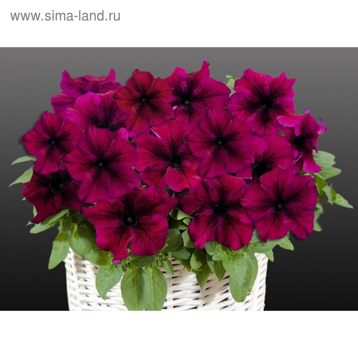 Семена цветов Петуния крупноцветковая Капри Бургунди 1000 шт
Семена цветов Петуния крупноцветковая Капри Бургунди 1000 шт