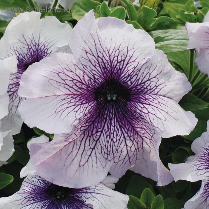 Семена цветов Петуния крупноцветковая Призма Блэкберри Сандей 1000 шт
Семена цветов Петуния крупноцветковая Призма Блэкберри Сандей 1000 шт