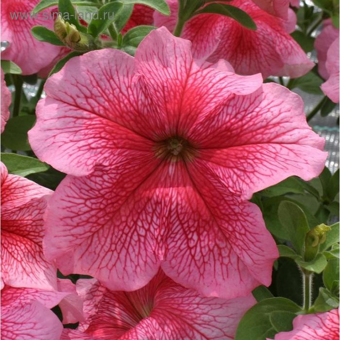 Семена цветов Петуния крупноцветковая Призма Строберри Сандей 1000 шт
Семена цветов Петуния крупноцветковая Призма Строберри Сандей 1000 шт