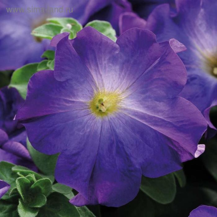 Семена цветов Петуния крупноцветковая Софистика Блю Морн 100 шт
Семена цветов Петуния крупноцветковая Софистика Блю Морн 100 шт