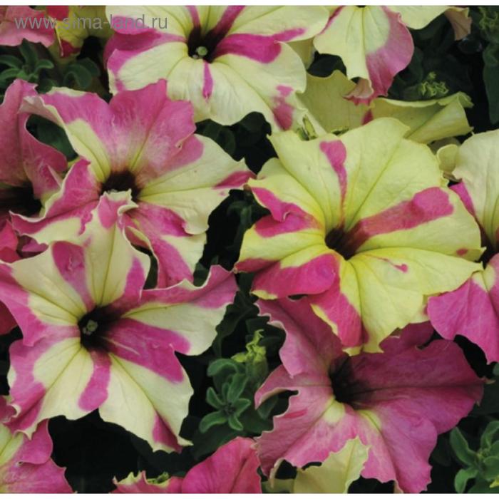 Семена цветов Петуния крупноцветковая Софистика Лайм Биколор 100 шт
Семена цветов Петуния крупноцветковая Софистика Лайм Биколор 100 шт