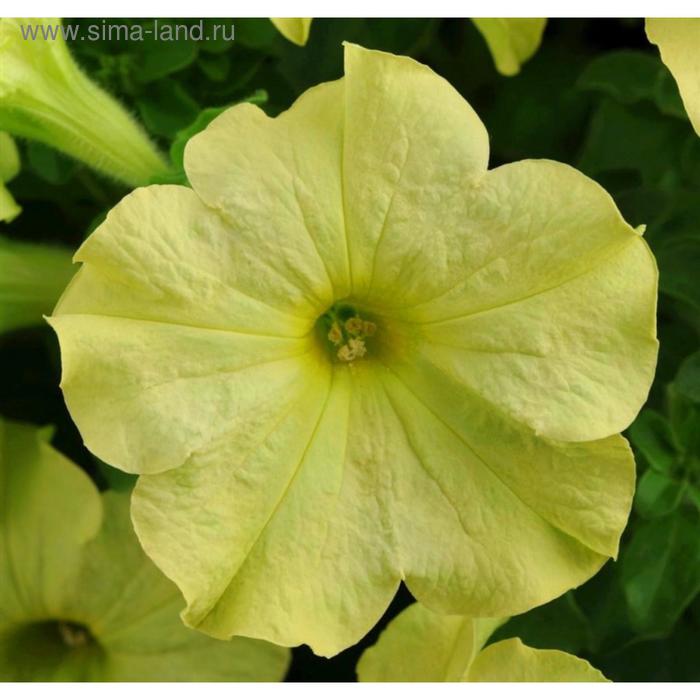 Семена цветов Петуния крупноцветковая Софистика Лайм Грин 100 шт
Семена цветов Петуния крупноцветковая Софистика Лайм Грин 100 шт