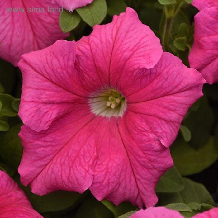 Семена цветов Петуния крупноцветковая Суперкаскад Пинк 1000 шт
Семена цветов Петуния крупноцветковая Суперкаскад Пинк 1000 шт