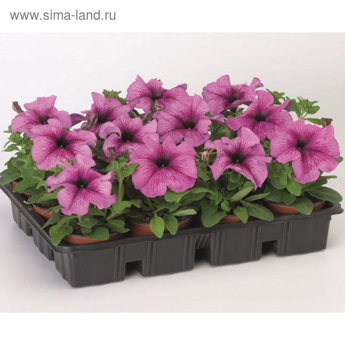 Семена цветов Петуния крупноцветковая Танго Плам 1000 шт
Семена цветов Петуния крупноцветковая Танго Плам 1000 шт