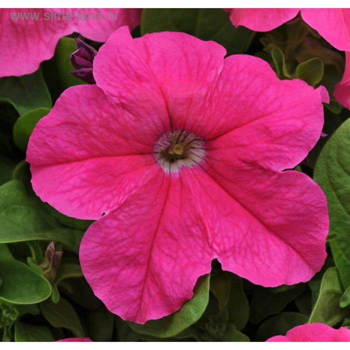 Семена цветов Петуния крупноцветковая Эз Райдер Дип Пинк 1000 шт
Семена цветов Петуния крупноцветковая Эз Райдер Дип Пинк 1000 шт