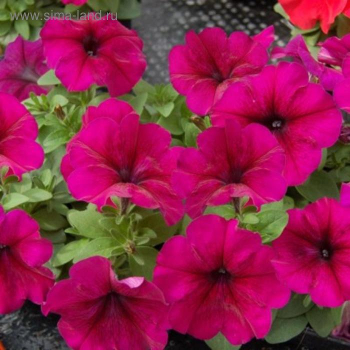 Семена цветов Петуния Лимбо GP Бургунди 1000 шт
Семена цветов Петуния Лимбо GP Бургунди 1000 шт