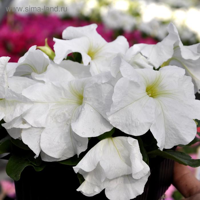 Семена цветов Петуния Лимбо GP Вайт 1000 шт
Семена цветов Петуния Лимбо GP Вайт 1000 шт