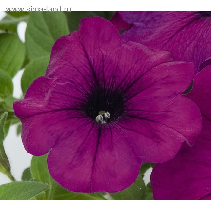 Семена цветов Петуния Лимбо GP Виолет 1000 шт
Семена цветов Петуния Лимбо GP Виолет 1000 шт