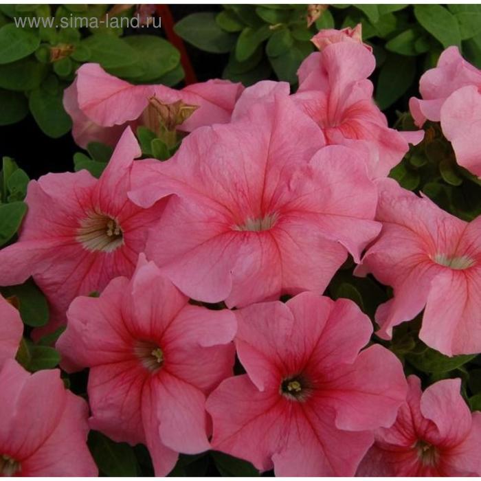 Семена цветов Петуния Лимбо GP Пич 1000 шт
Семена цветов Петуния Лимбо GP Пич 1000 шт