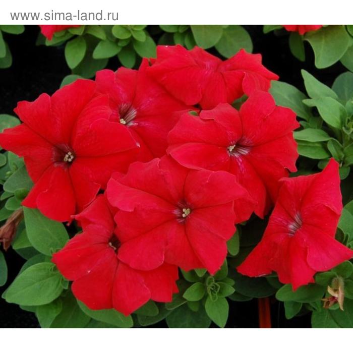 Семена цветов Петуния Лимбо GP Ред 1000 шт
Семена цветов Петуния Лимбо GP Ред 1000 шт