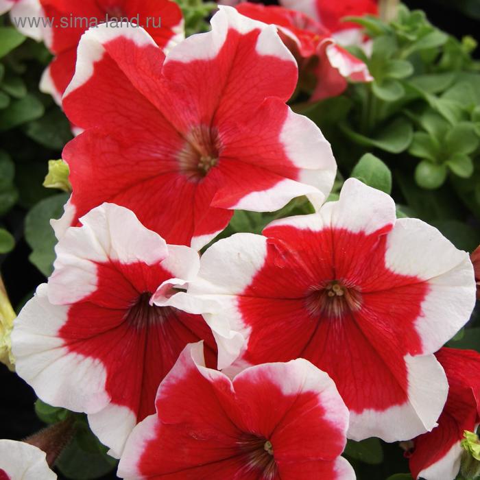 Семена цветов Петуния Лимбо GP Ред Пикоти 1000 шт
Семена цветов Петуния Лимбо GP Ред Пикоти 1000 шт