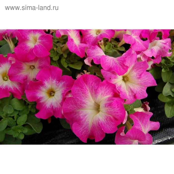 Семена цветов Петуния Лимбо GP Роуз Морн 1000 шт
Семена цветов Петуния Лимбо GP Роуз Морн 1000 шт