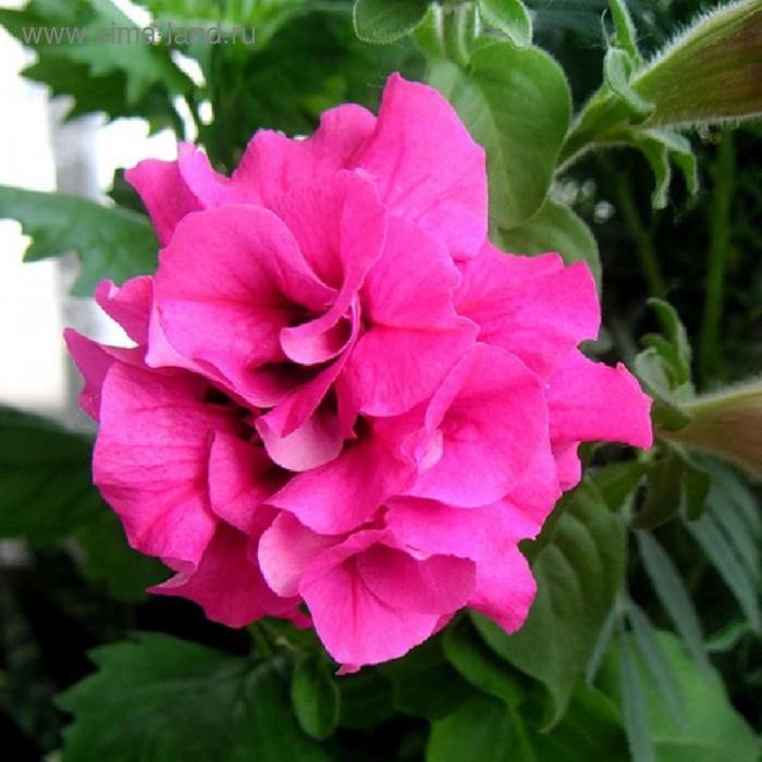 Семена цветов Петуния махровая крупноцветковая Дабл Каскад Пинк 500 шт
Семена цветов Петуния махровая крупноцветковая Дабл Каскад Пинк 500 шт