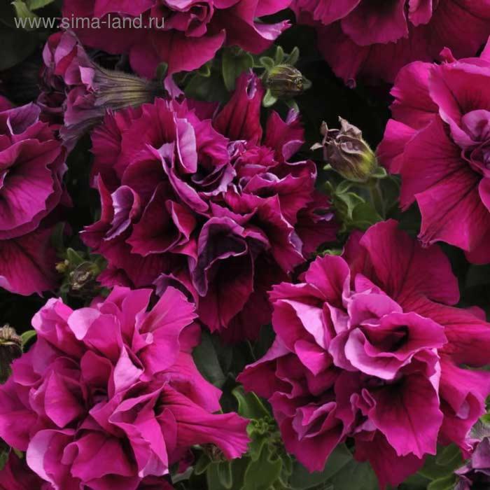Семена цветов Петуния махровая многоцветковая Дуо Бургунди 1000 шт
Семена цветов Петуния махровая многоцветковая Дуо Бургунди 1000 шт
