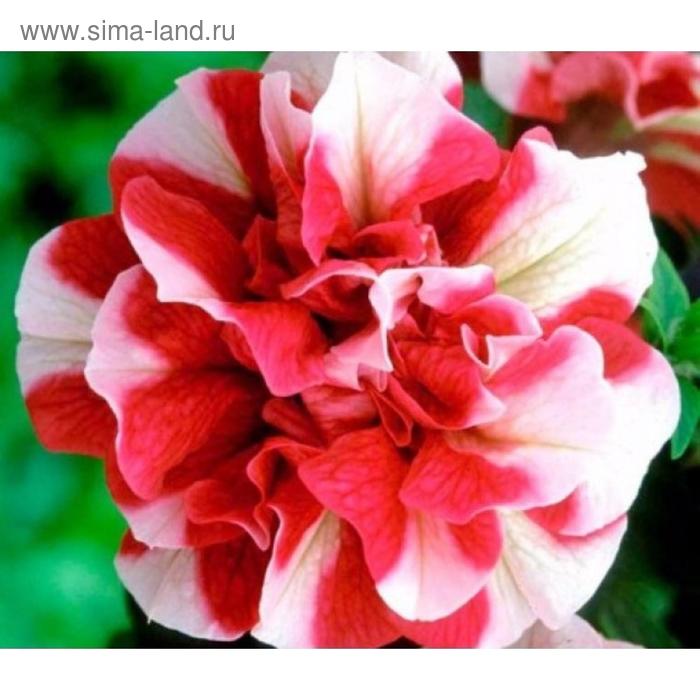 Семена цветов Петуния махровая многоцветковая Дуо Ред Вайт 1000 шт
Семена цветов Петуния махровая многоцветковая Дуо Ред Вайт 1000 шт