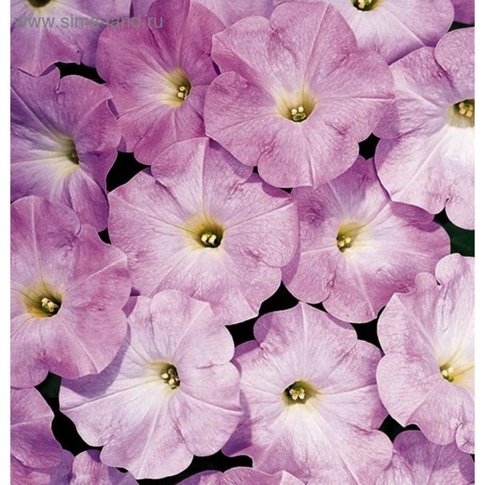 Семена цветов Петуния Мираж Лилак 1000 шт
Семена цветов Петуния Мираж Лилак 1000 шт