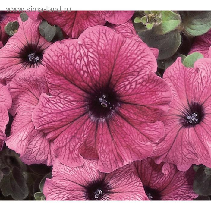 Семена цветов Петуния Мираж Орхид 1000 шт
Семена цветов Петуния Мираж Орхид 1000 шт
