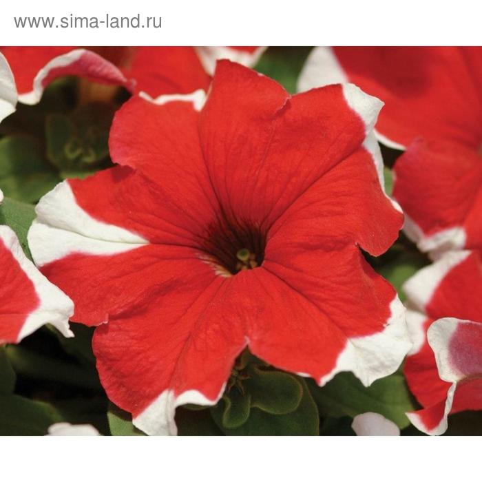 Семена цветов Петуния Мираж Ред Пикоти 1000 шт
Семена цветов Петуния Мираж Ред Пикоти 1000 шт