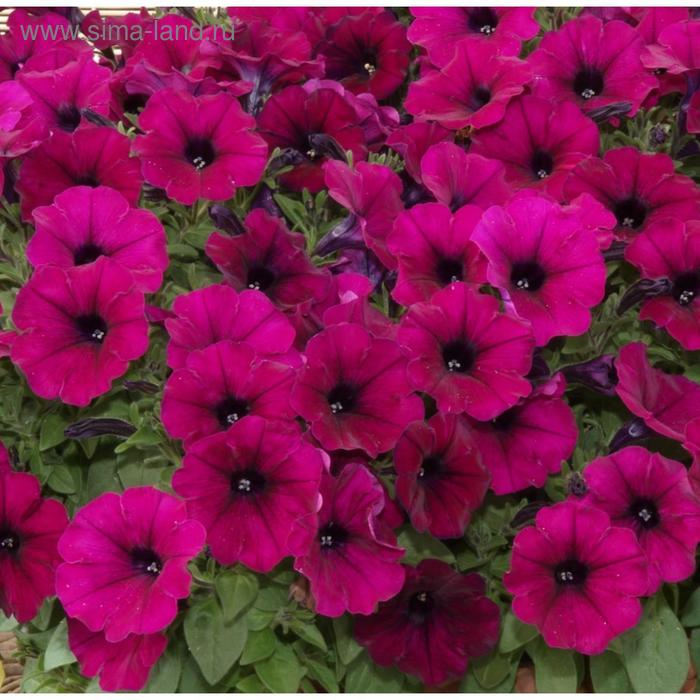 Семена цветов Петуния многоцветковая Джоконда Виолет 1000 шт
Семена цветов Петуния многоцветковая Джоконда Виолет 1000 шт