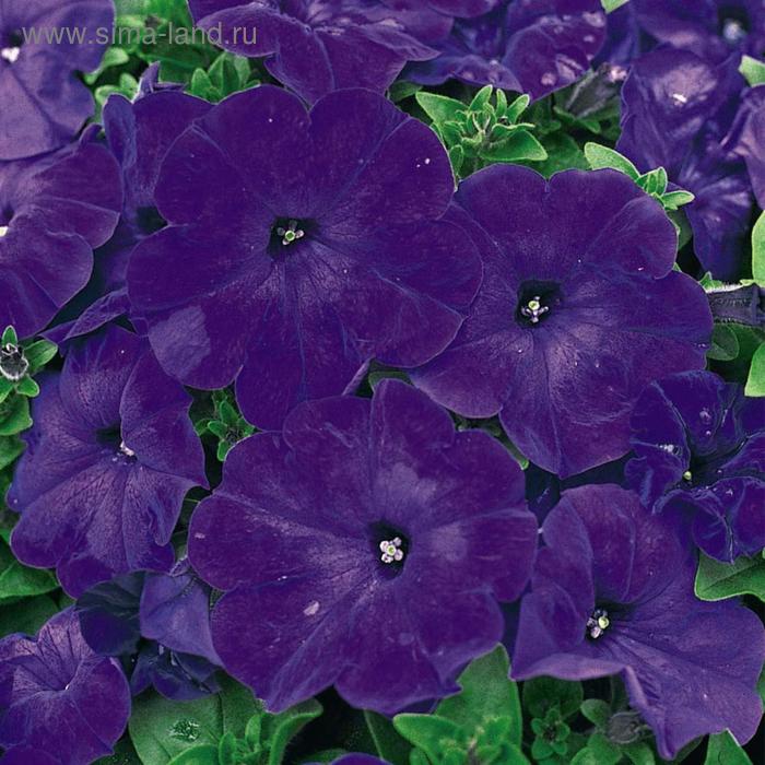 Семена цветов Петуния многоцветковая Мамбо GP Блю 1000 шт
Семена цветов Петуния многоцветковая Мамбо GP Блю 1000 шт