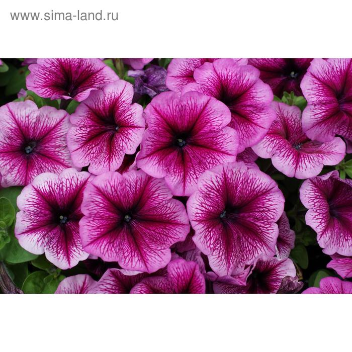 Семена цветов Петуния многоцветковая Мамбо GP Орхид Вейн 1000 шт
Семена цветов Петуния многоцветковая Мамбо GP Орхид Вейн 1000 шт